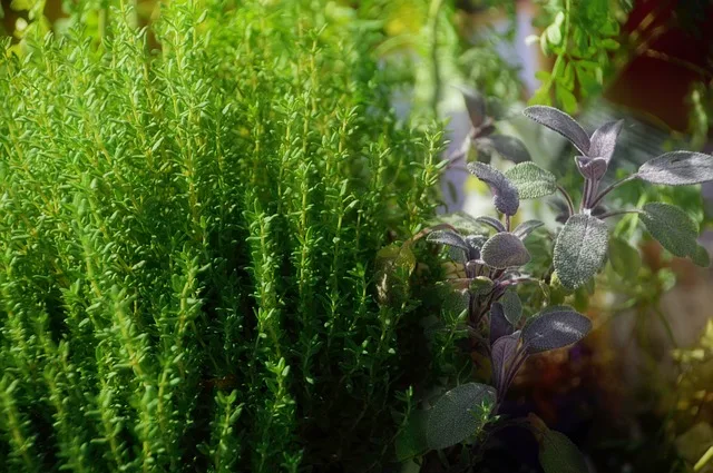 Recupero solventi in erboristeria ed estrazioni botaniche